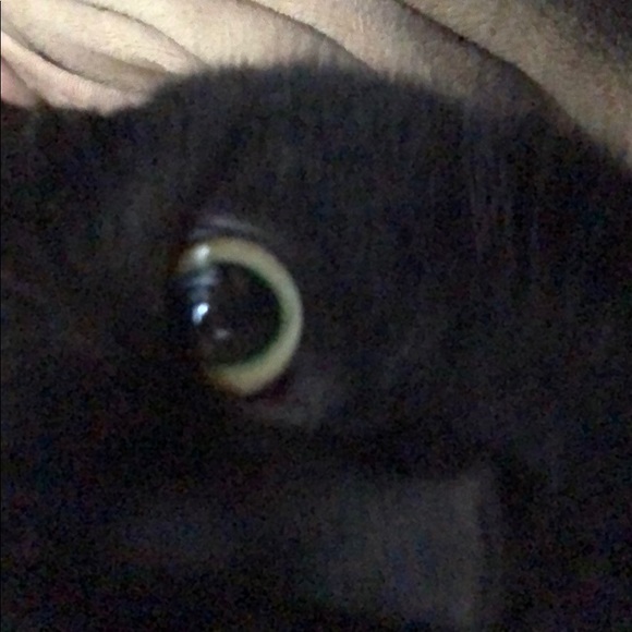 Meet your Posher, Lulu - Picture 1 of 1